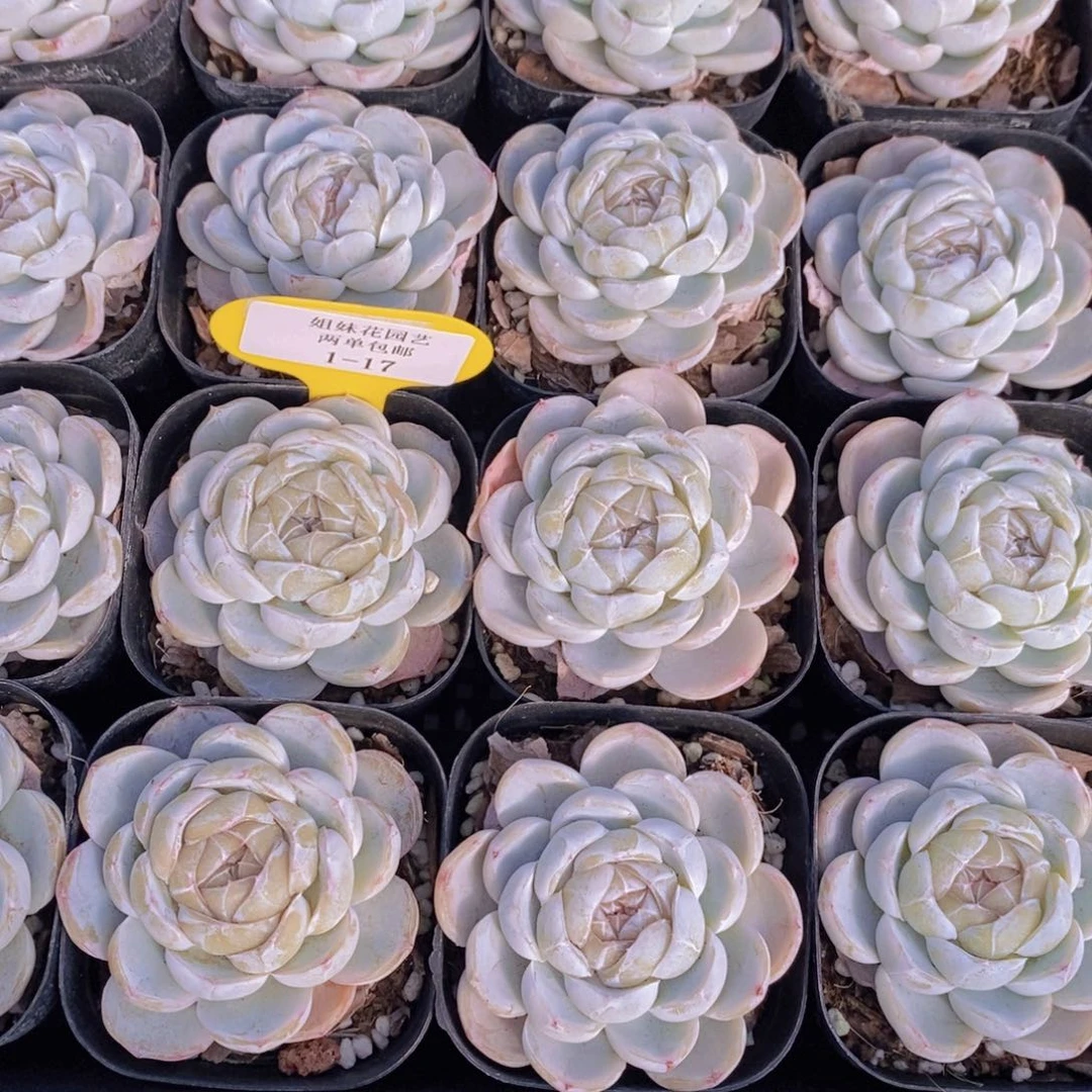 1-17-精品奶盖单头一个