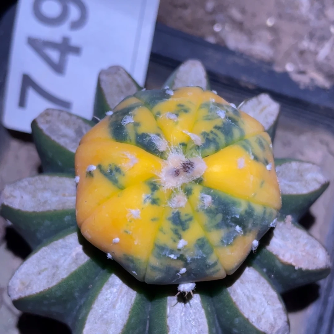 全部花朵海星体兜749