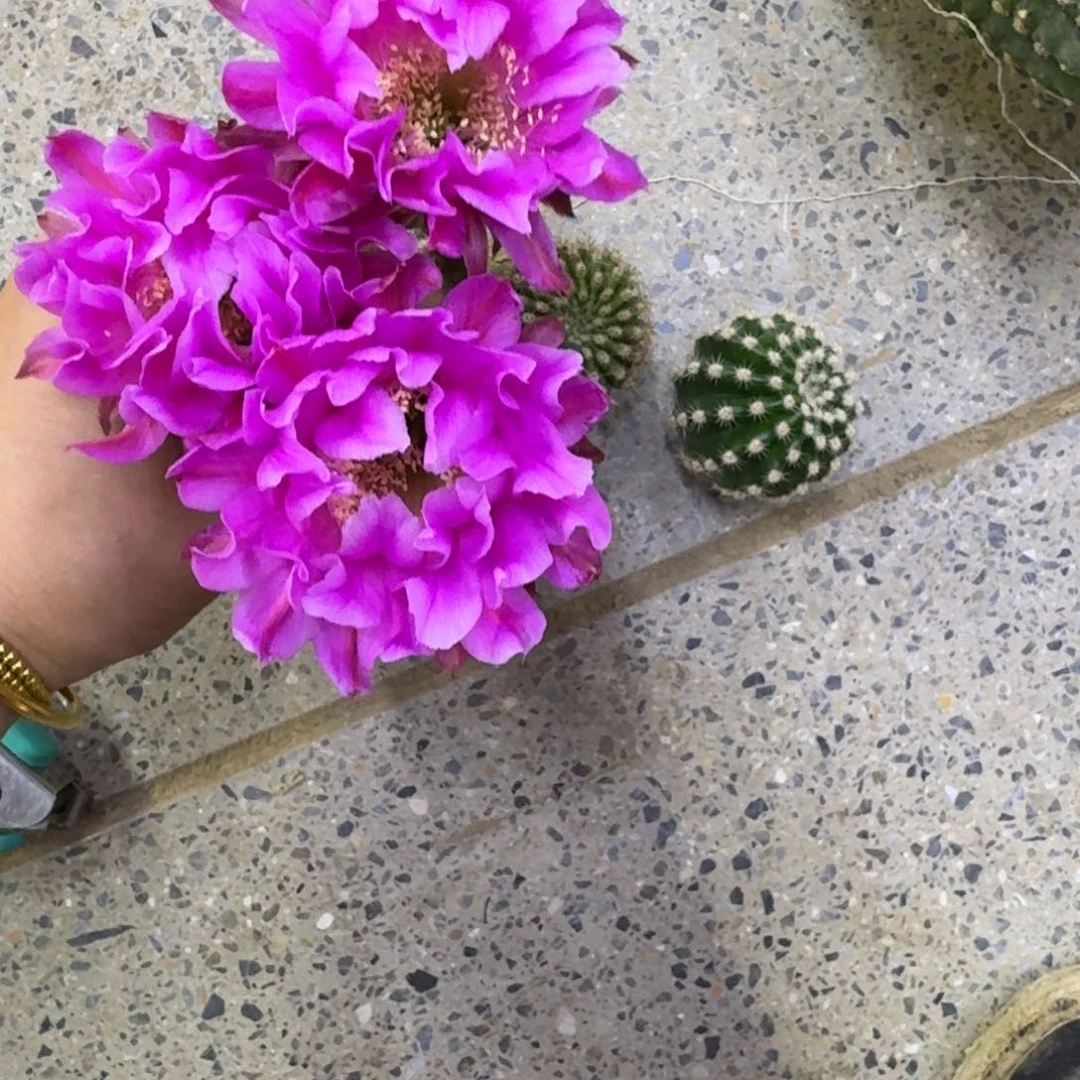 230彩草514.2嫣然歪无根侧牙4公分左右，20包邮