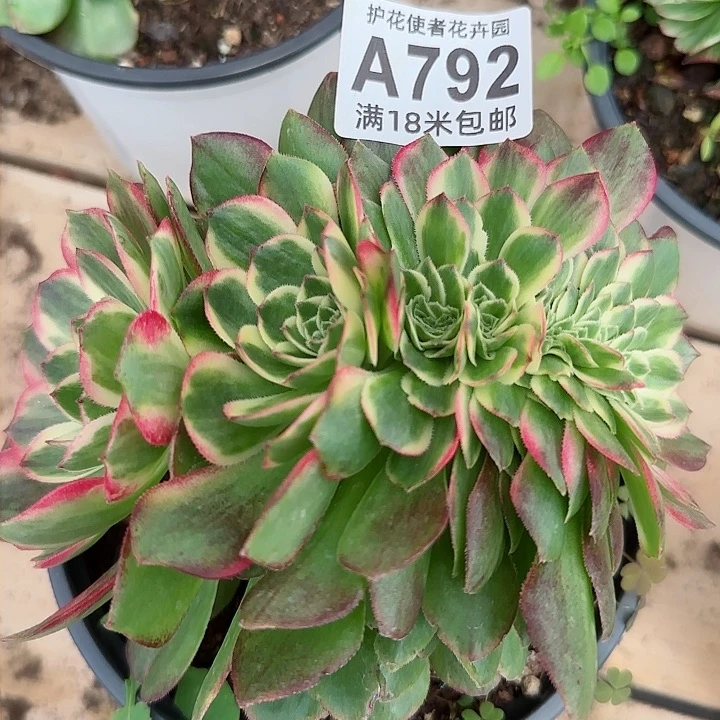 多肉法师淘宝福利