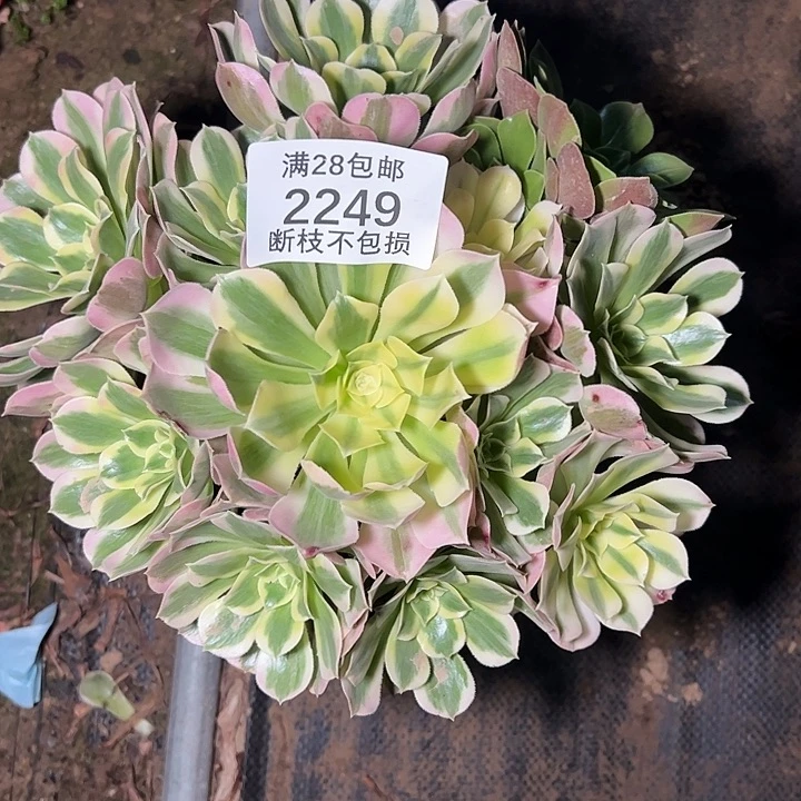 2249白凤多肉植物