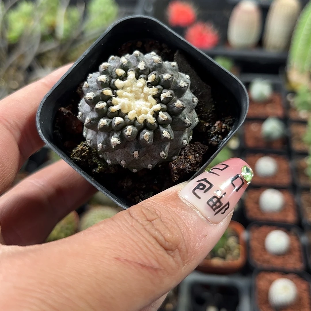 墨蝶单头发货单头