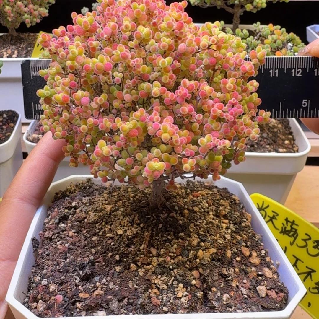 a234号蜜橘冠服9厘米左右