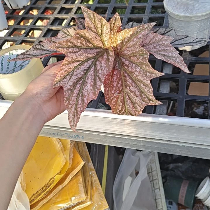 迪米特里秋海棠一物一拍