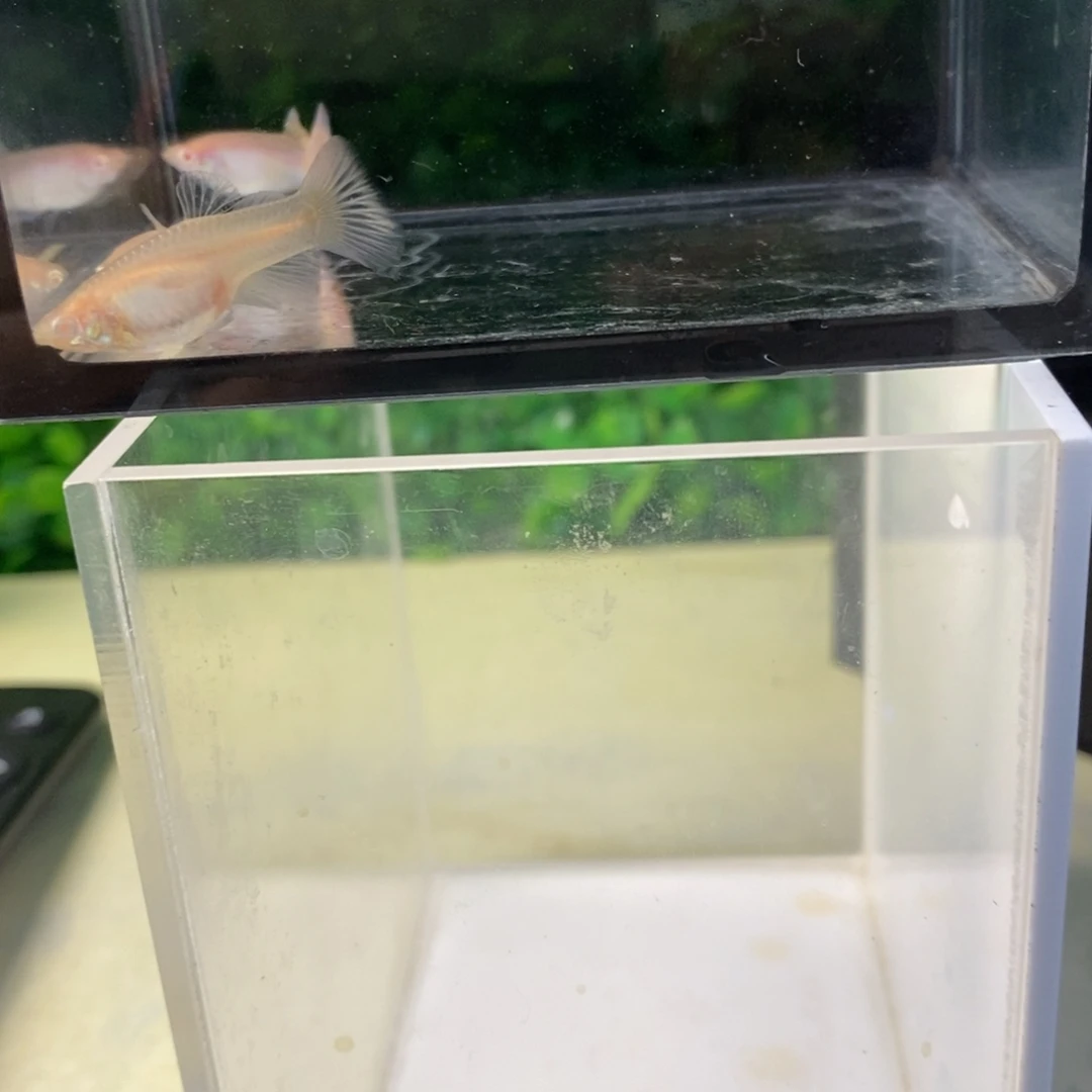 孔雀鱼金粉一公两母