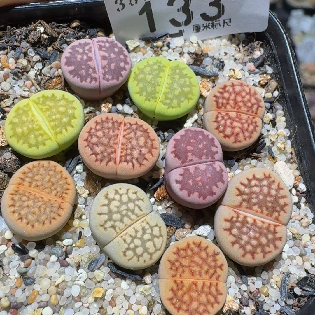 Zzzz精品生石花133