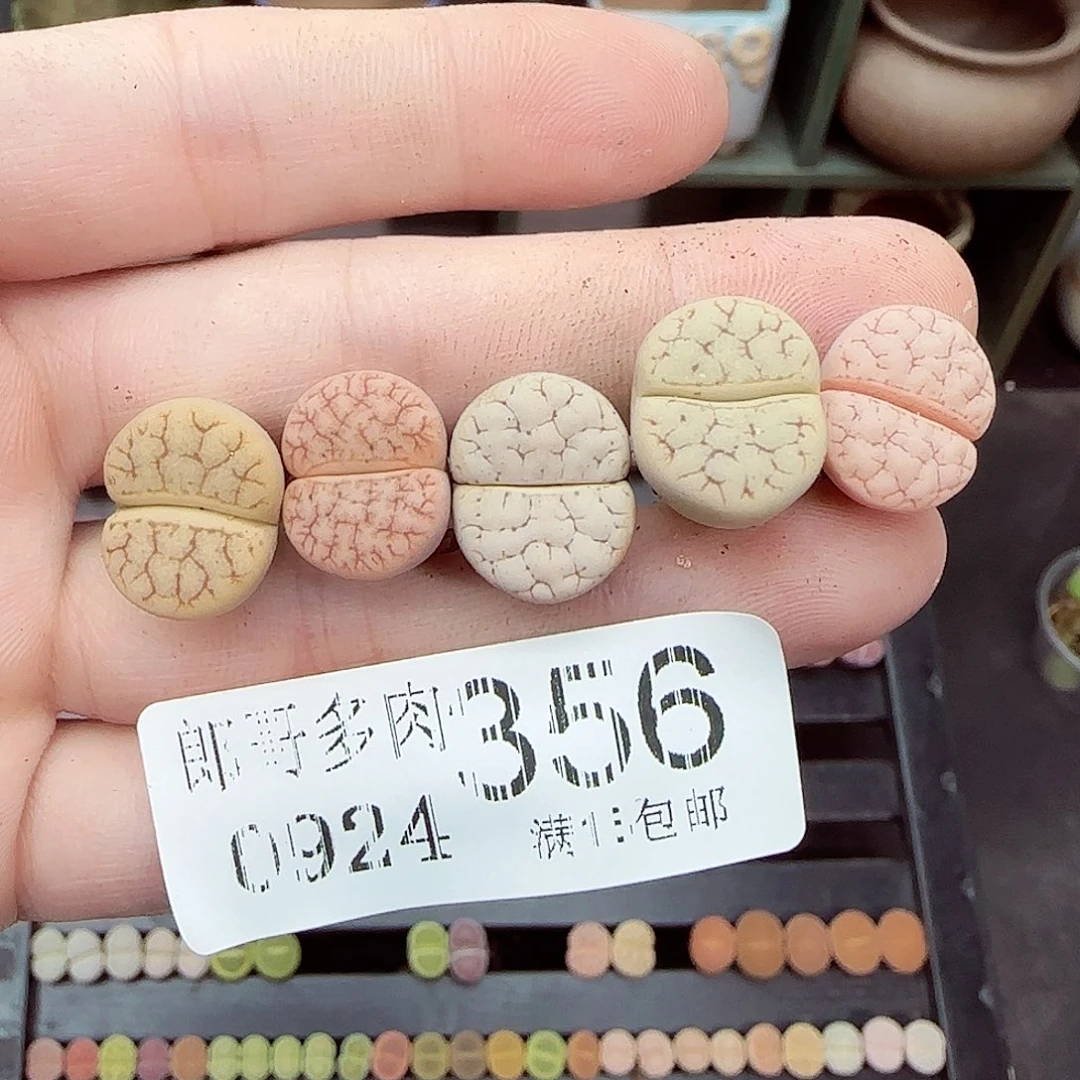 满满18包邮0924-356