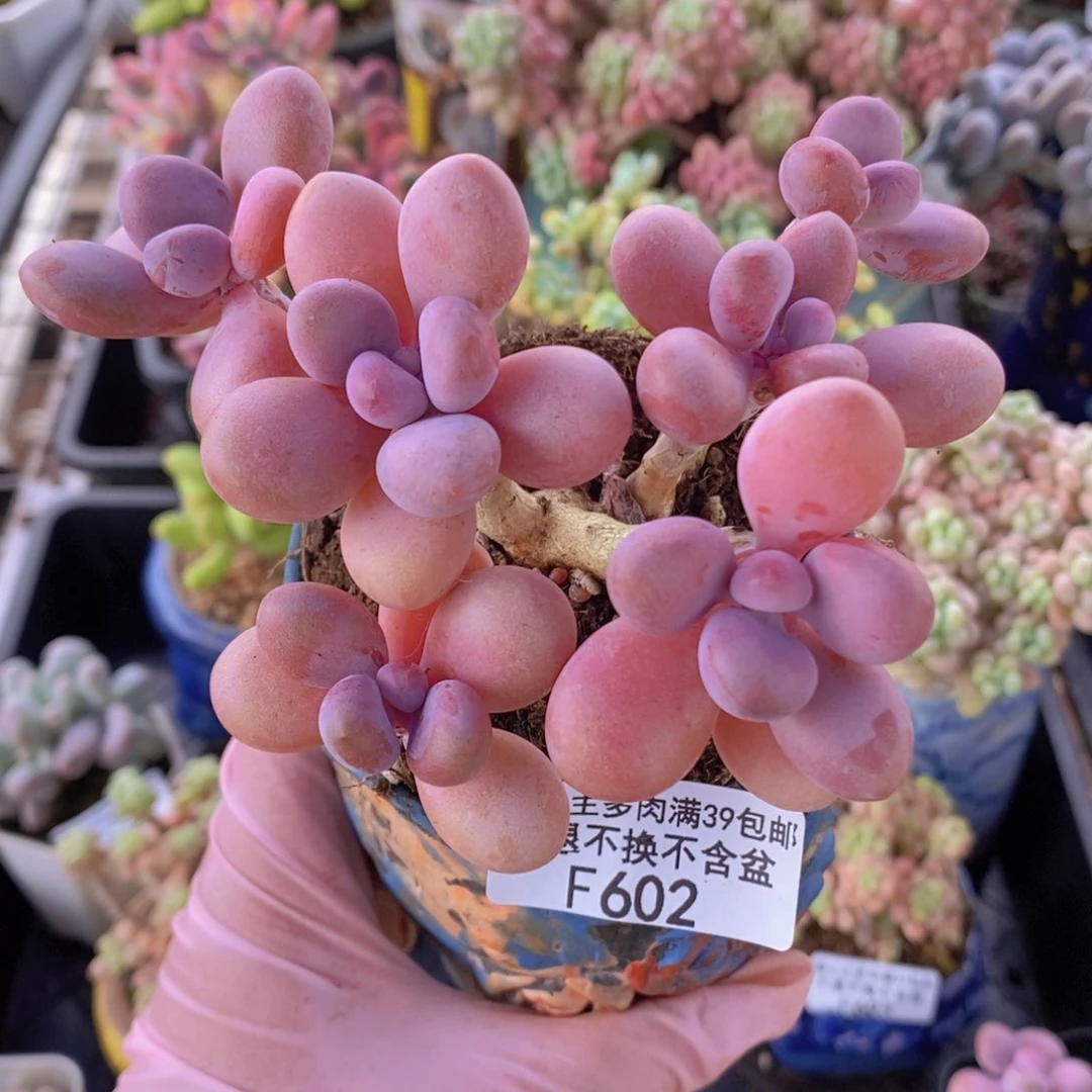 糖果桃蛋老桩9cm602多肉