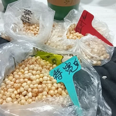 用***1无花朵特色花卉君子兰小苗君