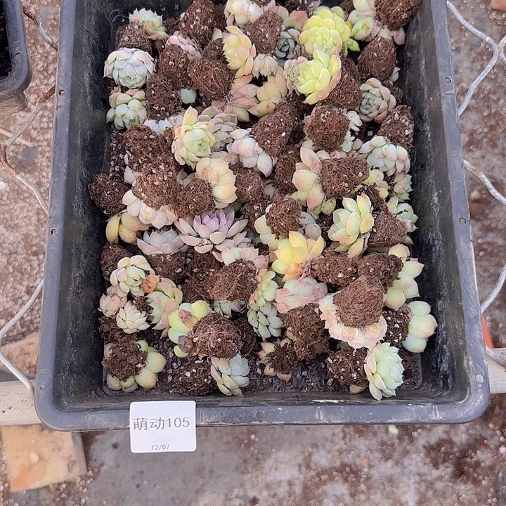 直播一物一拍多肉105