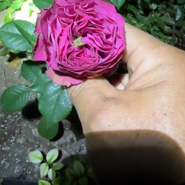 无花朵樱桃天鹅绒小苗