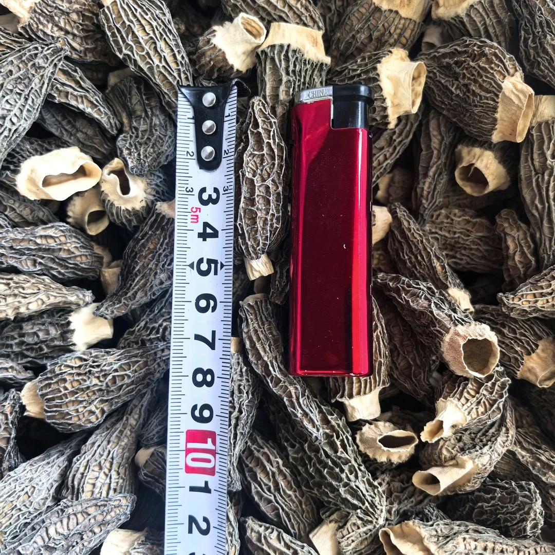 【精品羊肚菌】3-5厘米100克起2025年新货精选头茬肉质干货羊肚菌