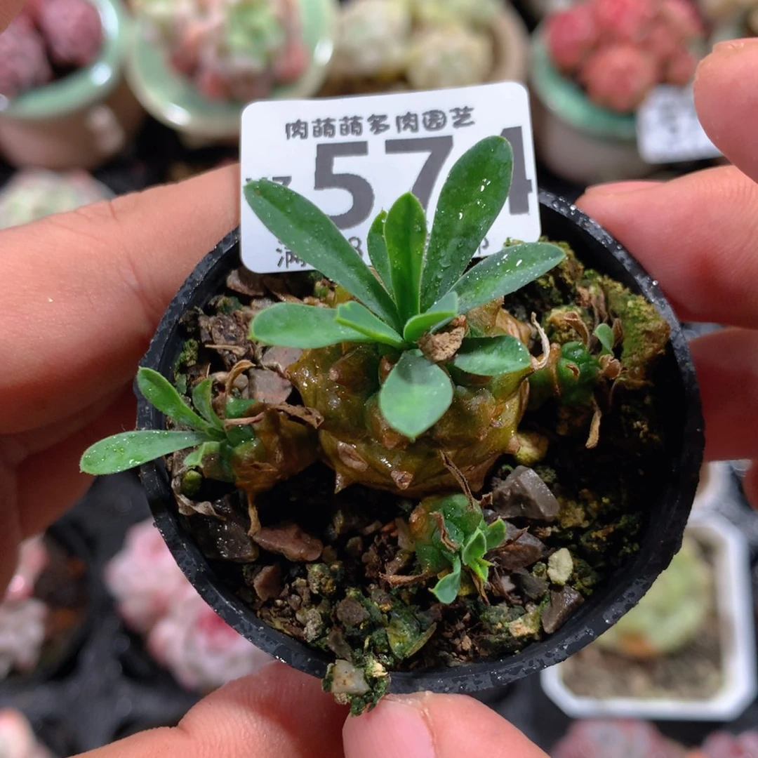 5CM拇指盆精控多肉YZ574