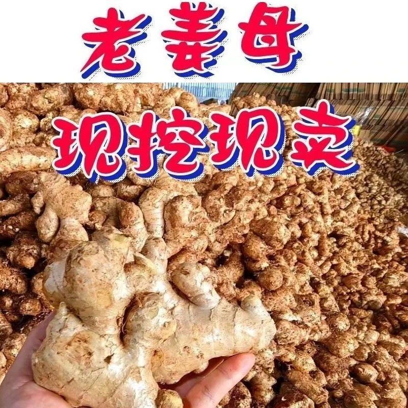 正宗老姜母大姜生姜批发干姜黄姜月子姜老姜整箱3斤