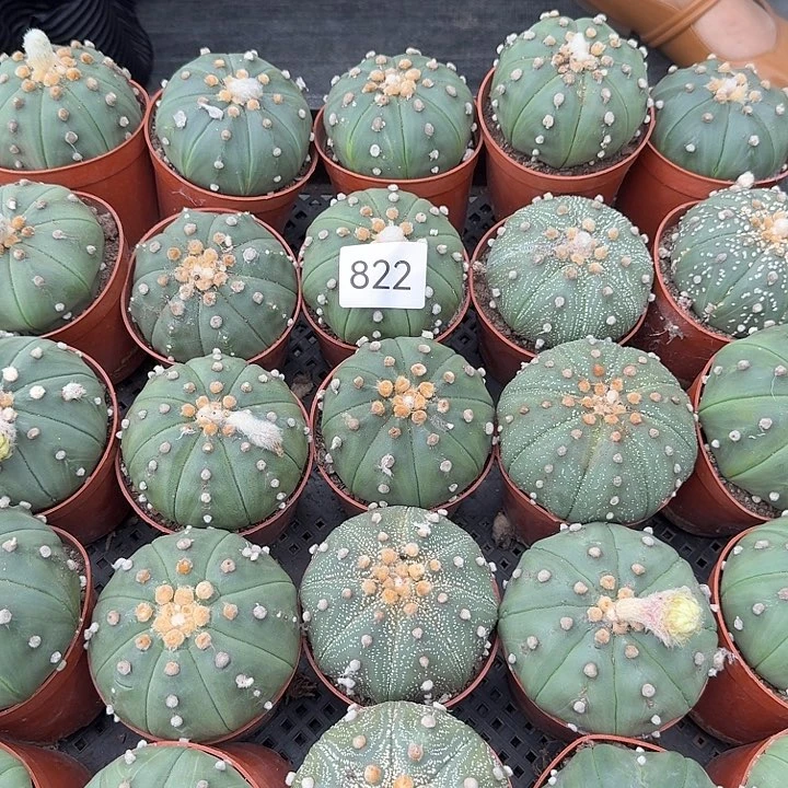 823大母本兜带盆带土发货