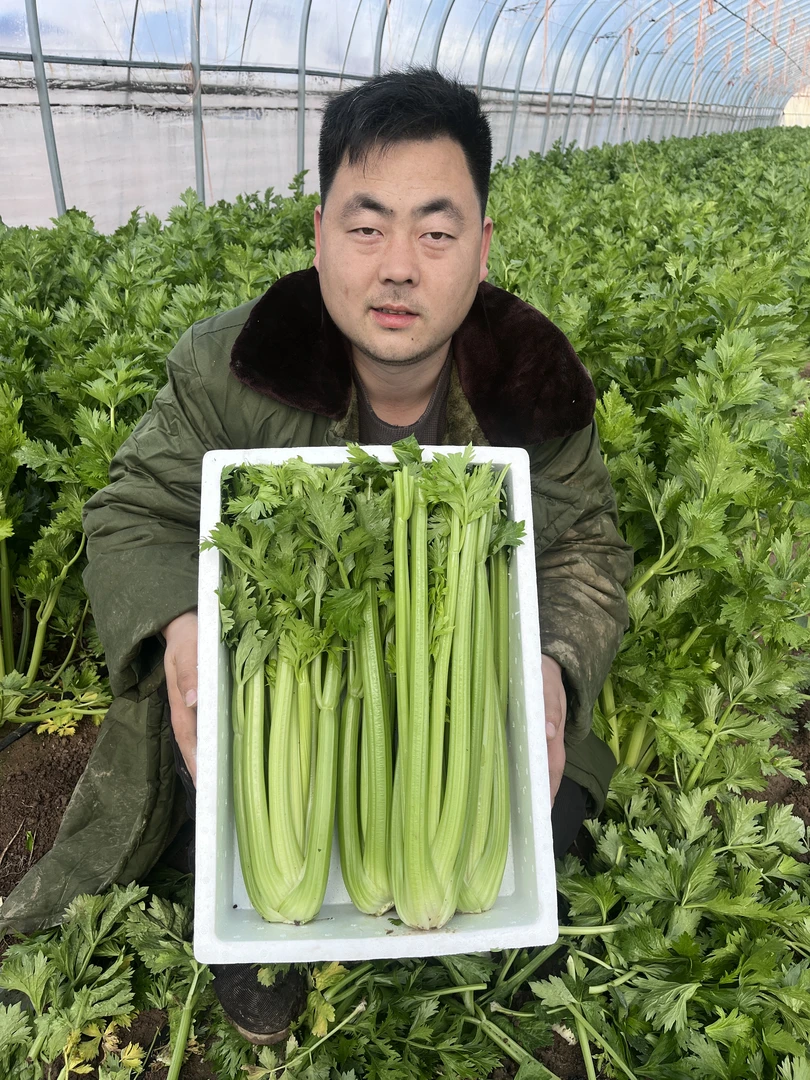 （零下专属）河南原产地农户自种芹菜现挖现发新鲜西芹榨汁必备现发