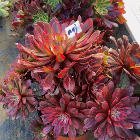 紫霞仙子，多肉植物43多肉