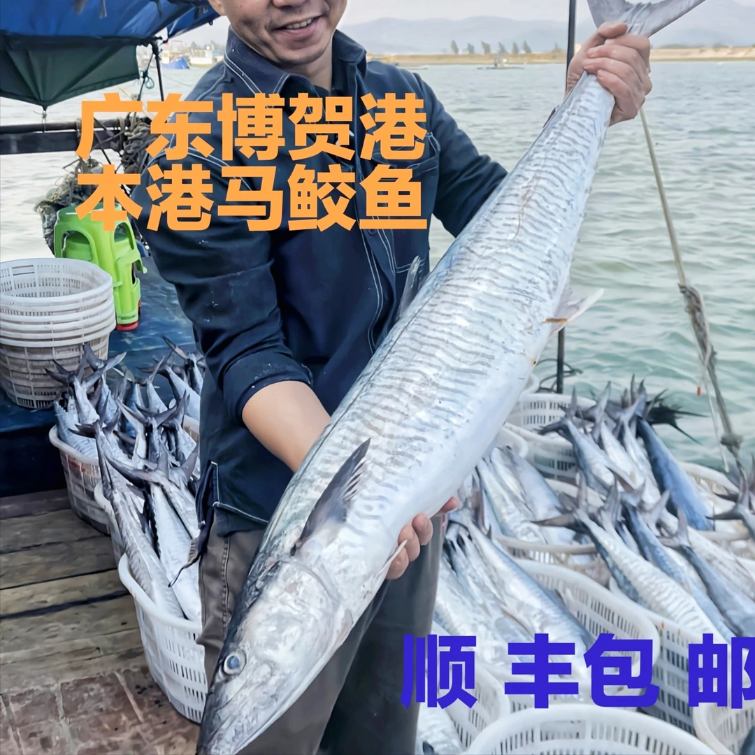 【马鲛仔海产】5斤正宗马鲛鱼 原条切片速冻顺丰包邮博贺港深海海鲜