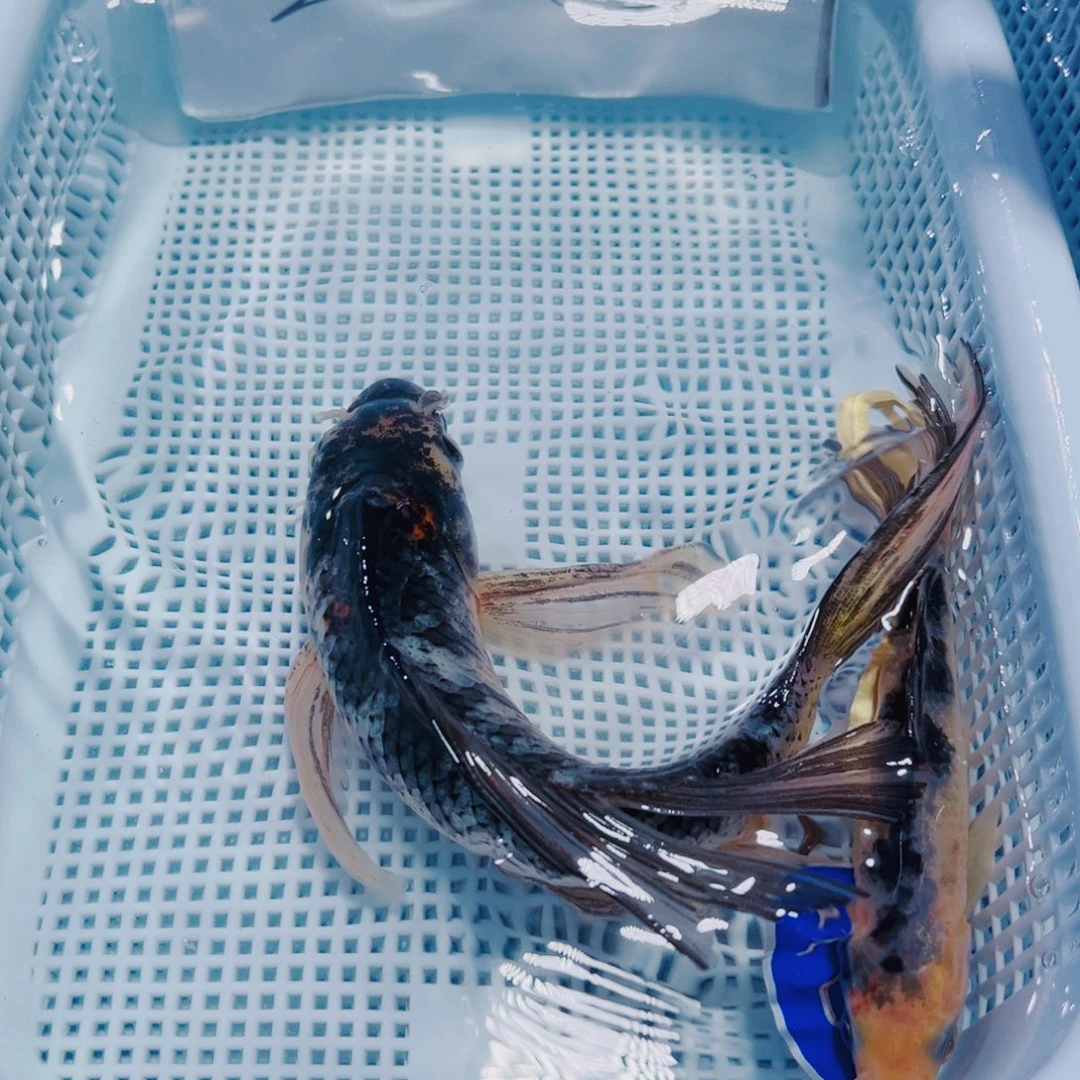 锦鲤101 锦鲤观赏鱼冷水