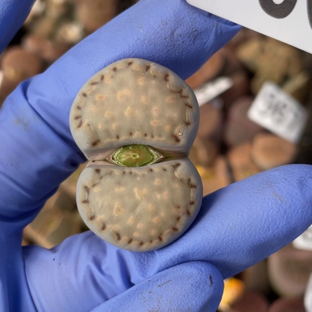 非偏远满20包邮990