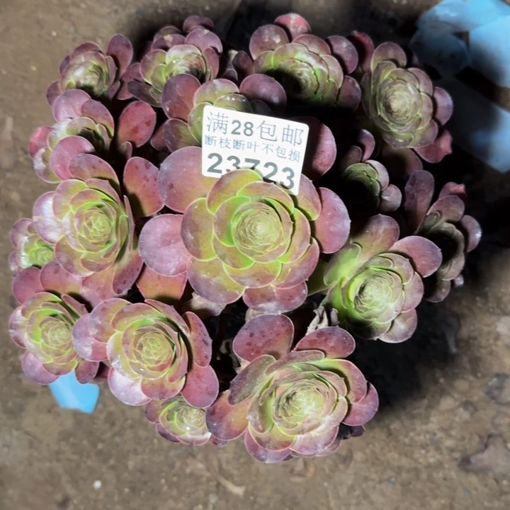 23723魅金玫瑰多肉