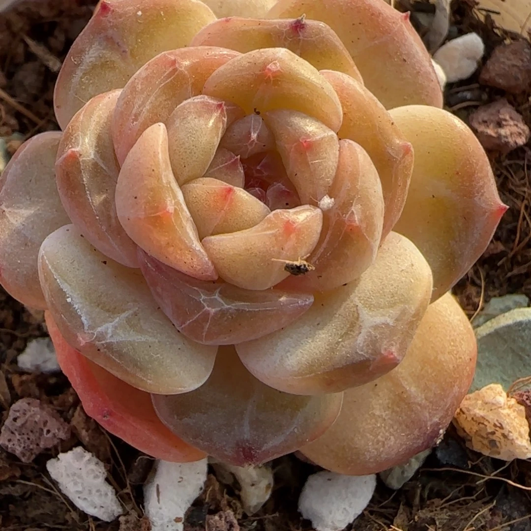 小卡拉米糖心一物一拍