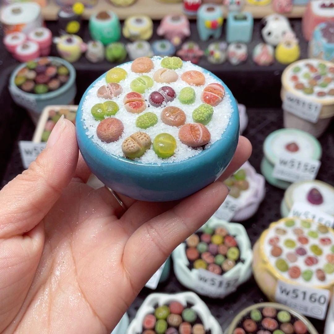 w5169 带盆土发货-零下地区拍保温箱