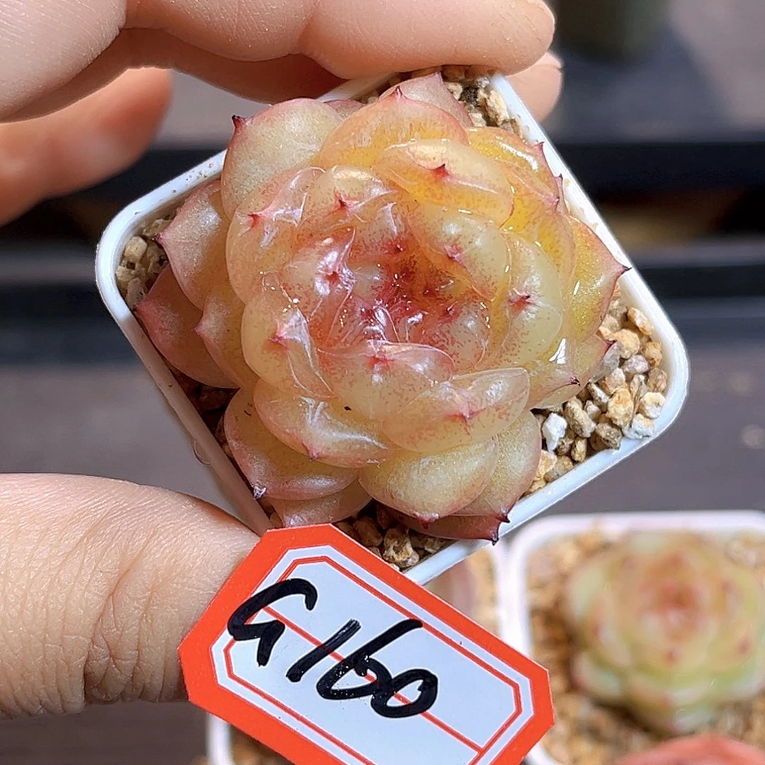 G160 一物一拍多肉 孤品