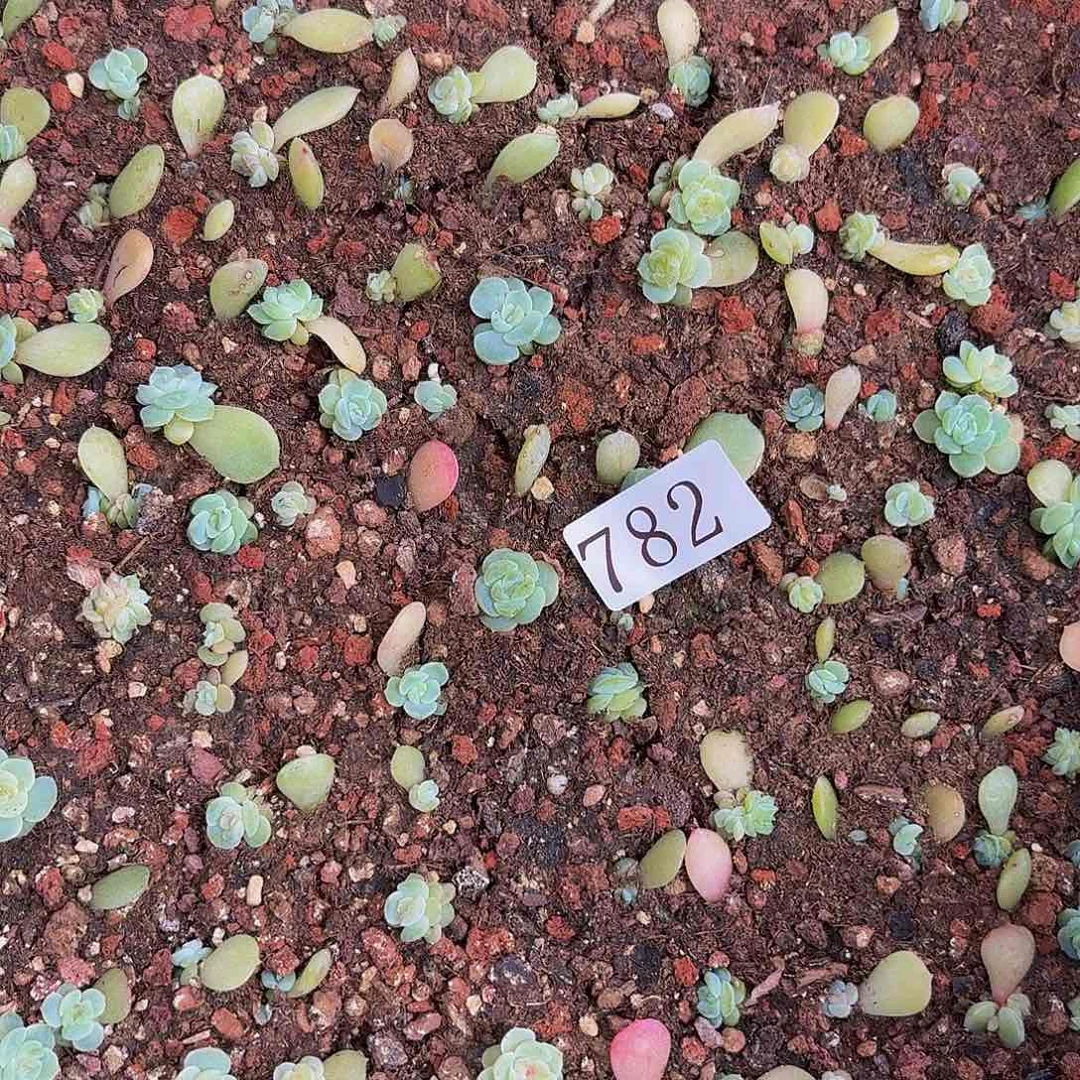 多肉植物多肉植物782