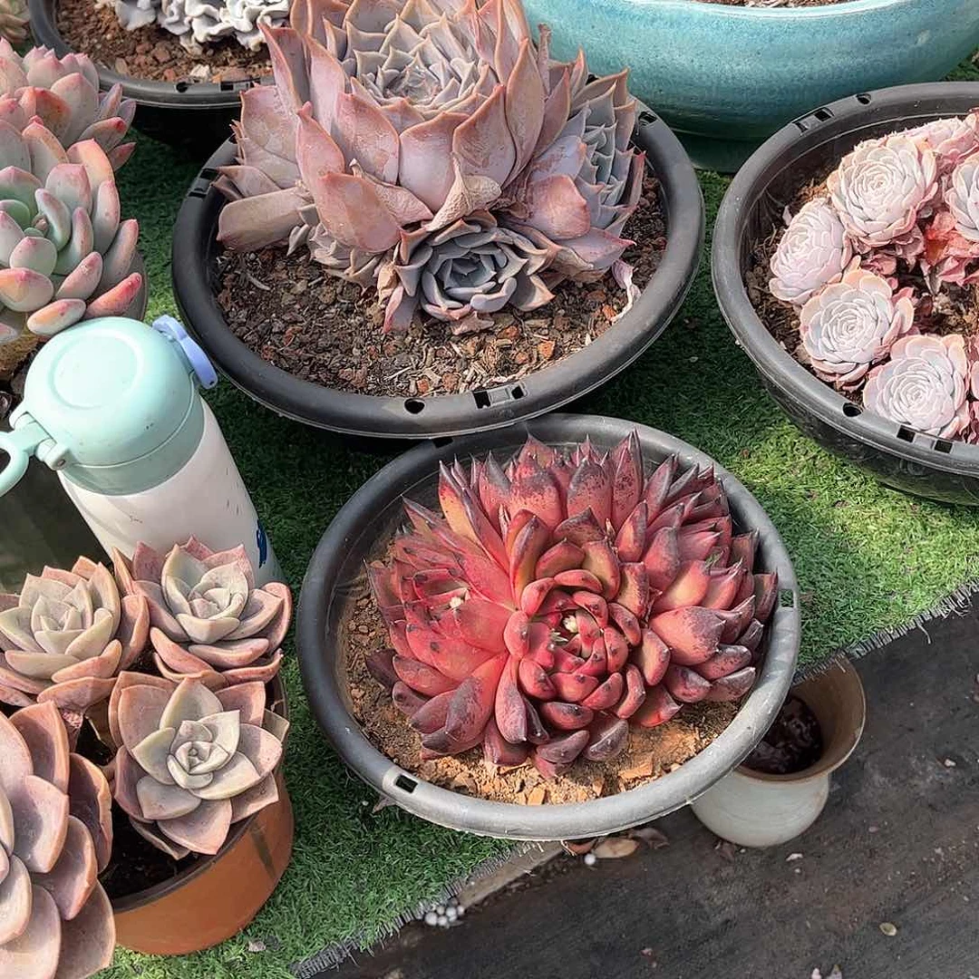 德黑多肉植物保护20