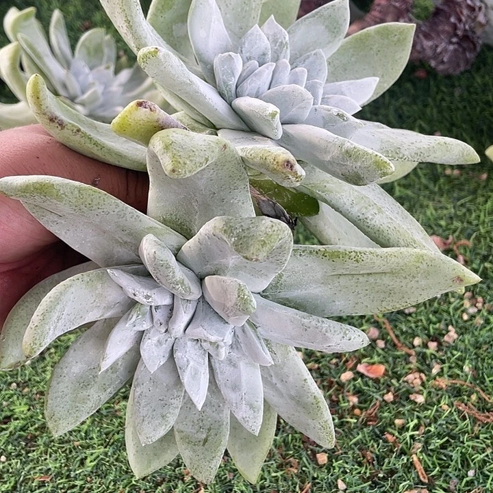 大脸帕翠莎粗桩福利