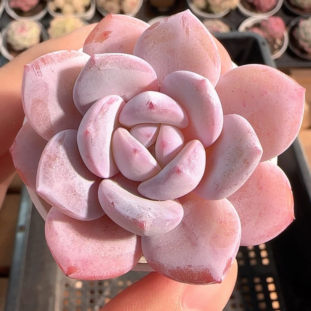 多肉1211-166福利