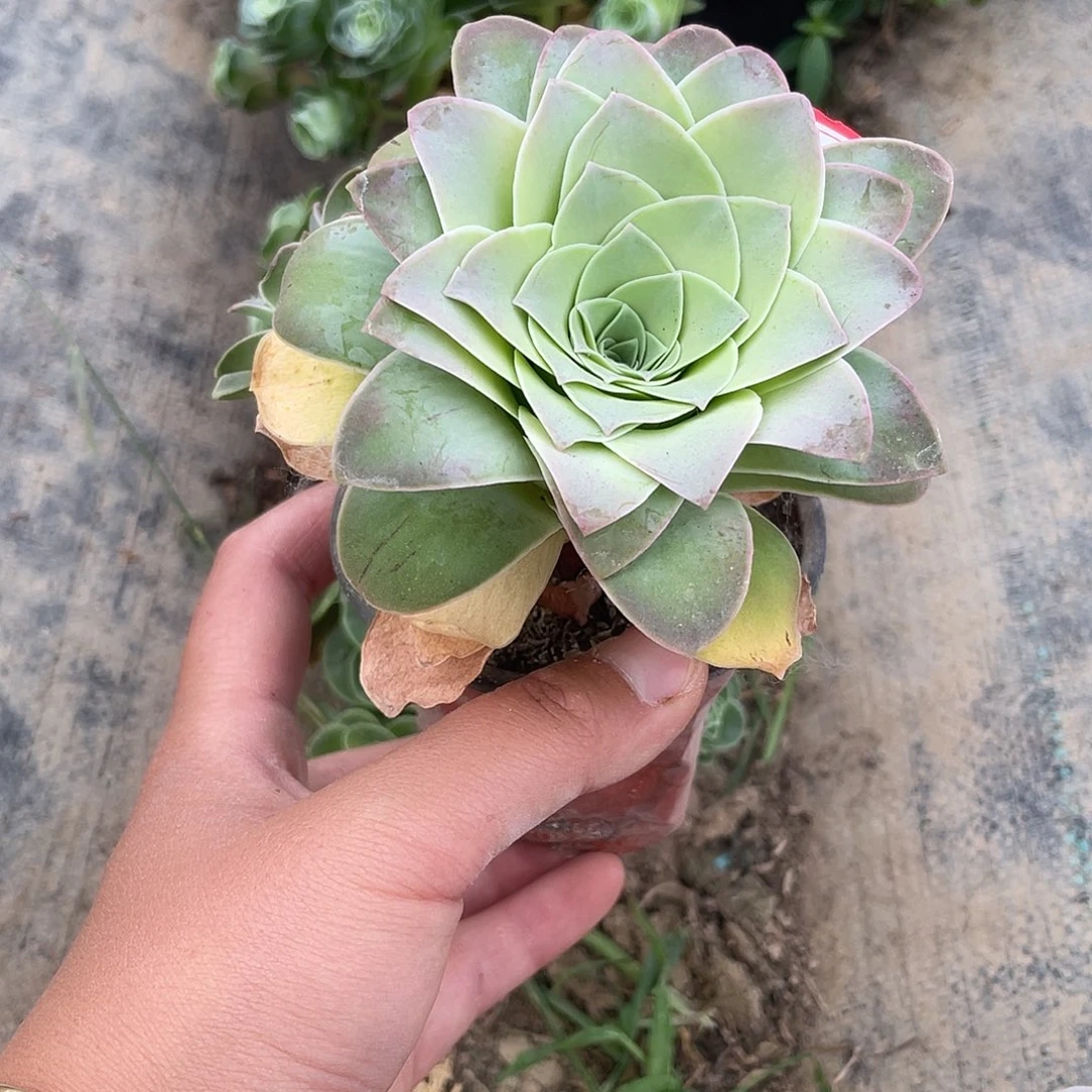 山地玫瑰耶罗 250