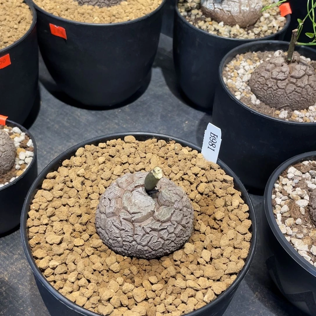 981号龟甲龙不退不换