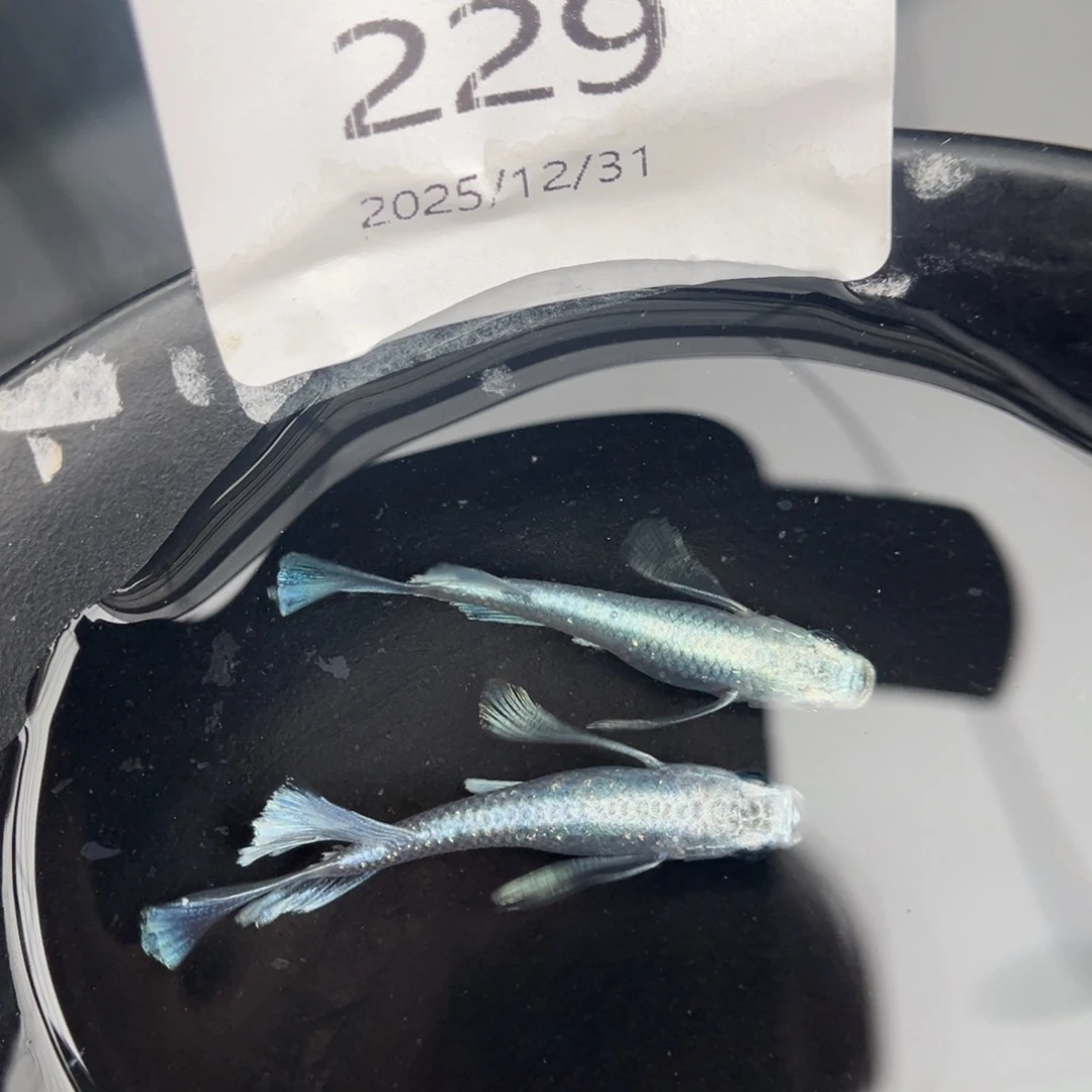 青鳉鱼229天使之翼一对