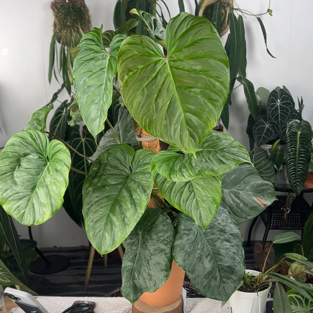 完全开放双株上柱宏伟蔓绿绒（南美荧光X索迪罗）