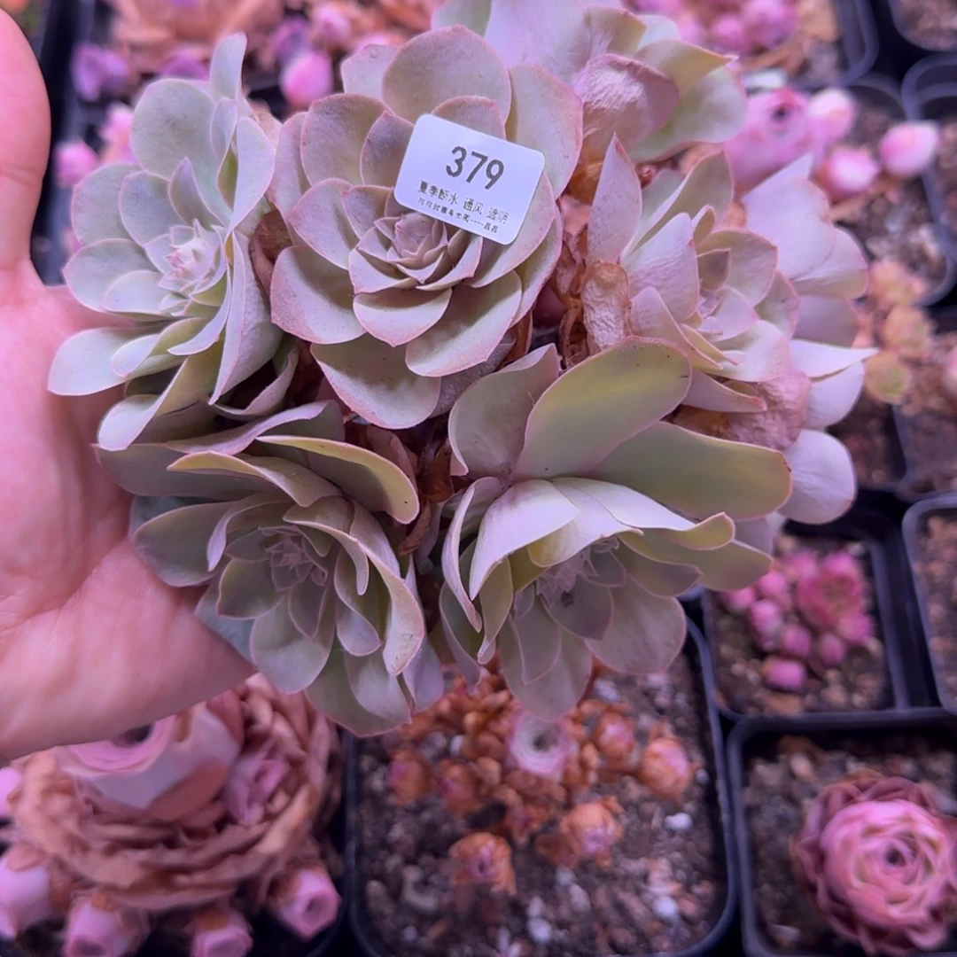 半城玫瑰大号福利福利379