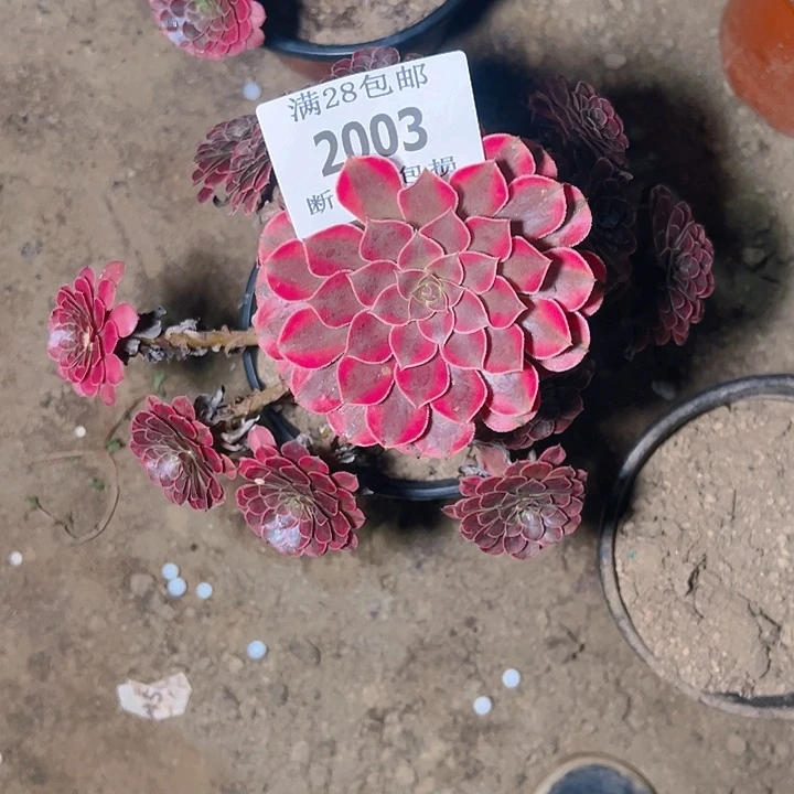 2003黑同白多肉植物