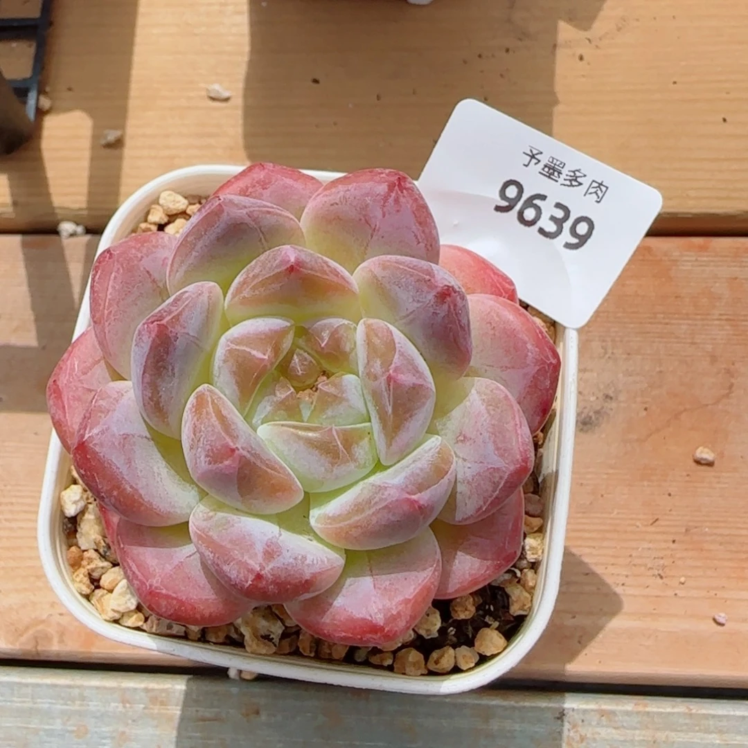 黛玉冰魄，9639多肉植物