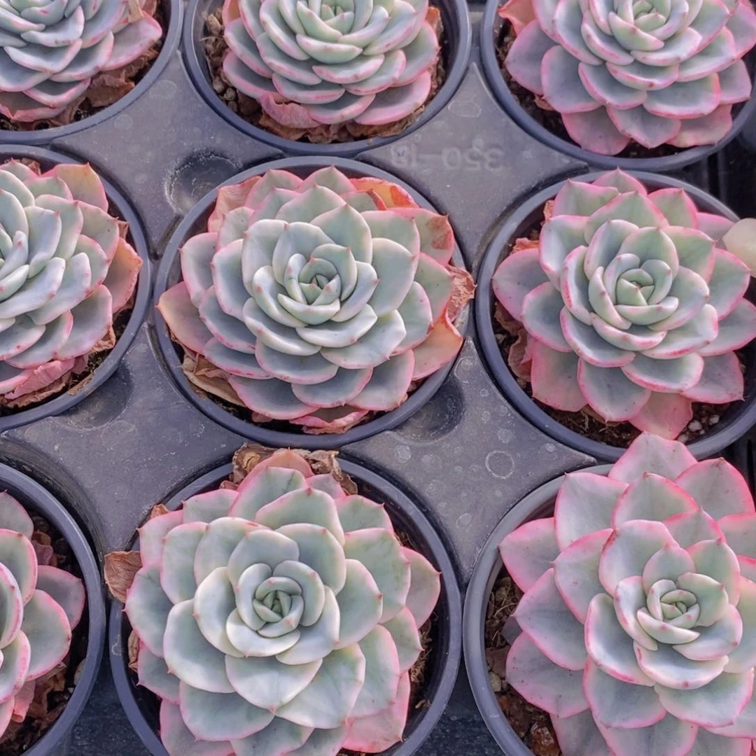 量拍4号 精品黄桃锦单头一个