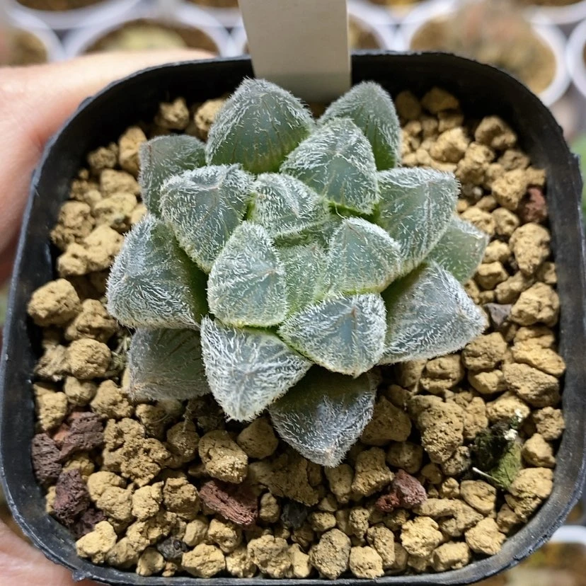 【闪购商品】132梦露