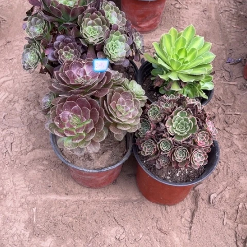 245多肉植物组合，