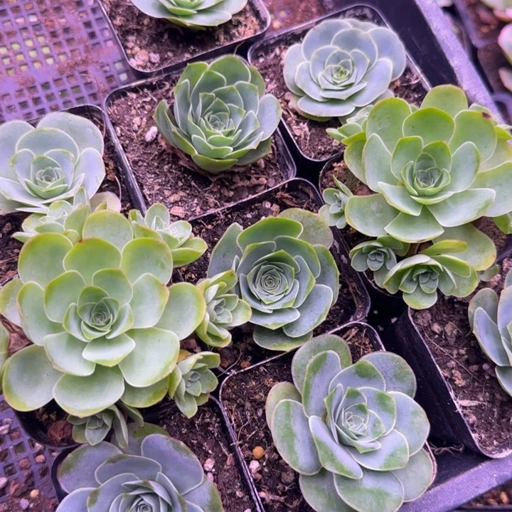 10颗山地玫瑰14242424243量拍