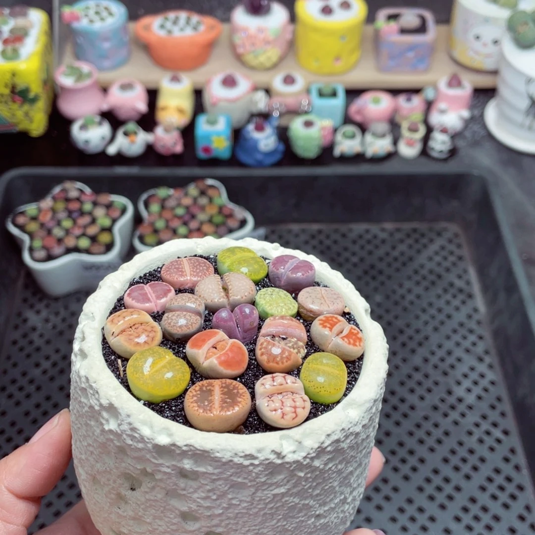 w9504 带盆土发货-零下地区拍保温箱