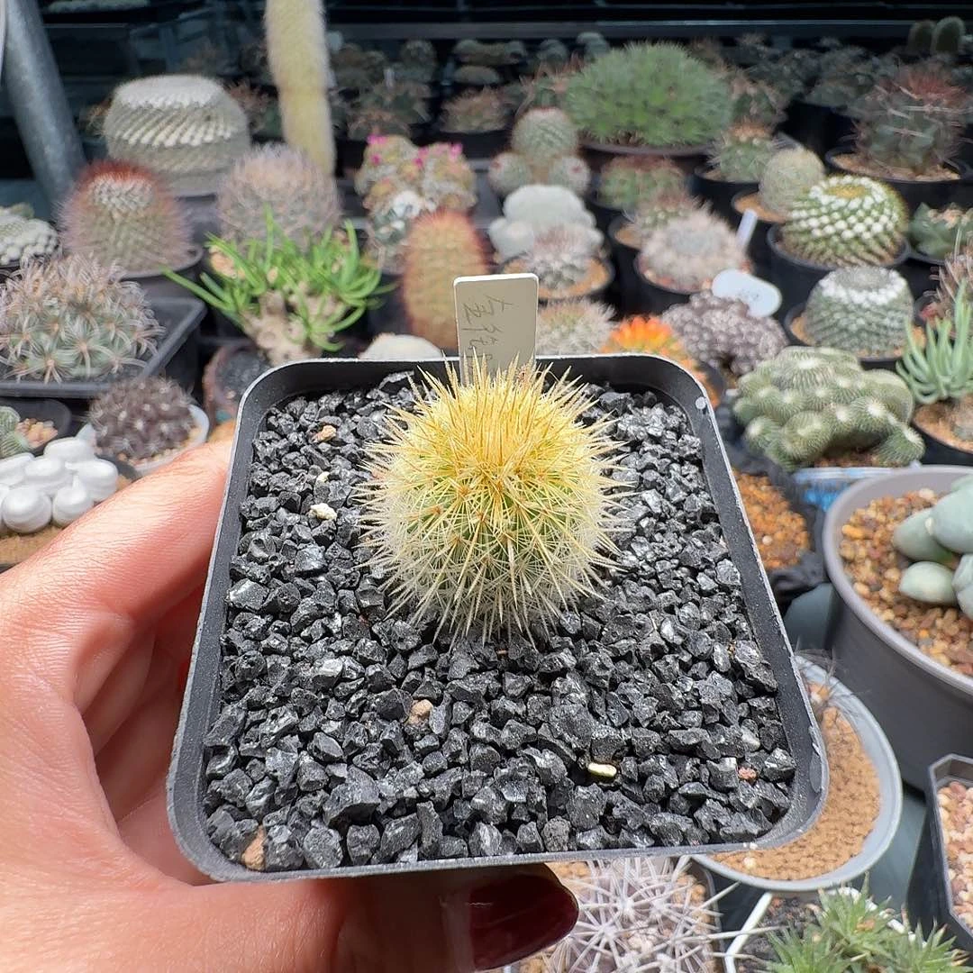 实生金刺御旗旗脱土发货