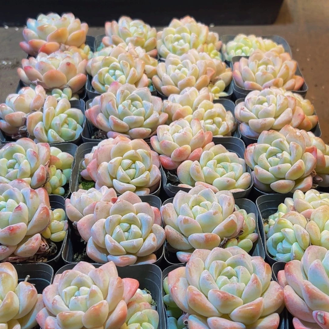 花***子661多肉葡萄的价格也是