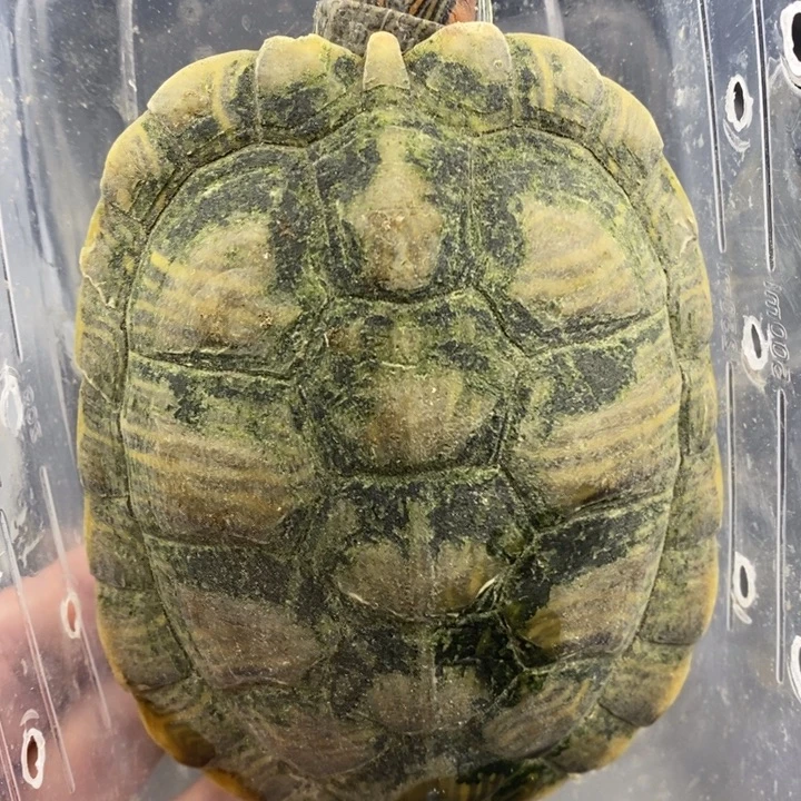 巴西彩龟母6666666