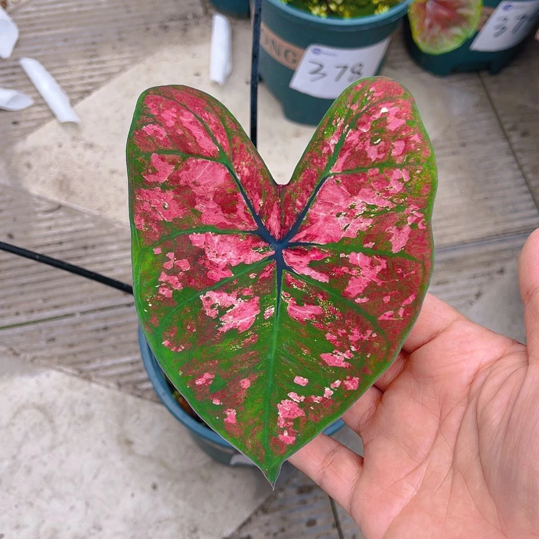 完全开放泰彩一物一拍389