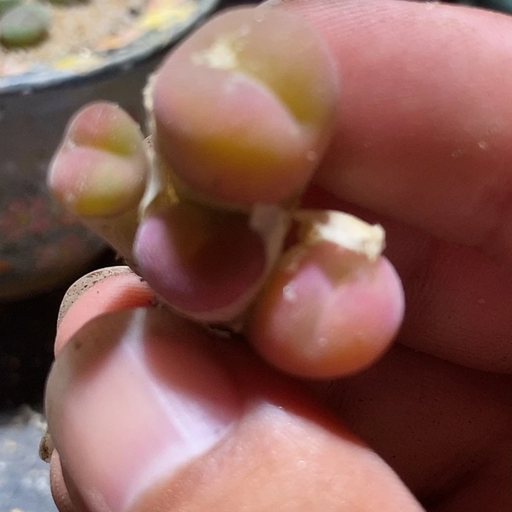 九***一18553一颗