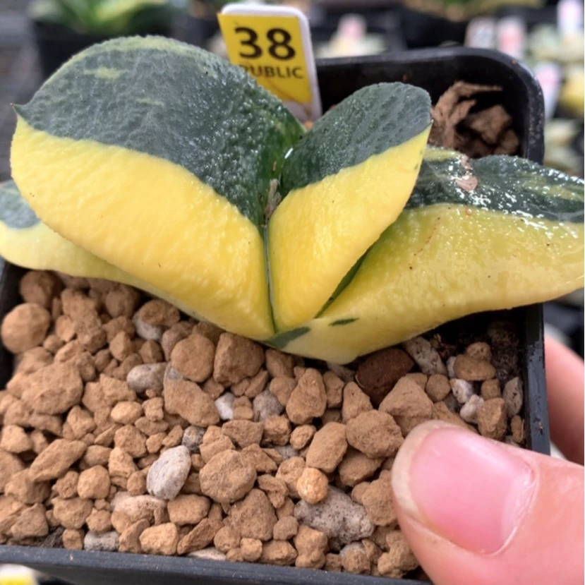 【闪购商品】38蜗牛